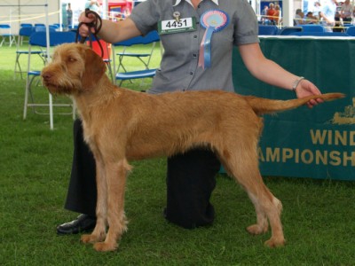 Breha Best Puppy Windsor