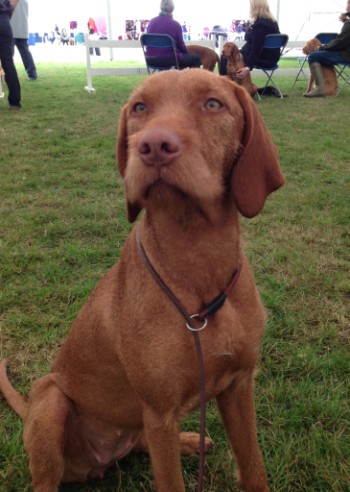 Brodie around the ring at Driffield show