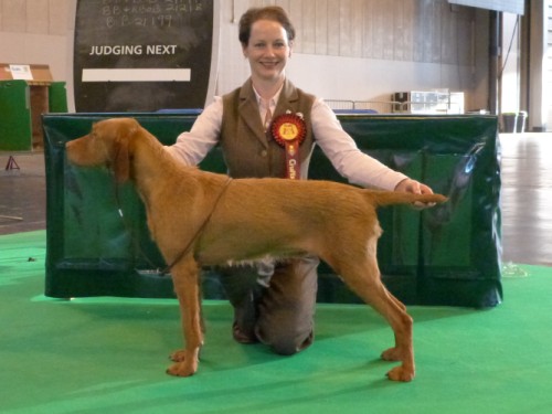 Saffy BEST VETERAN BITCH CRUFTS 2014!!!!