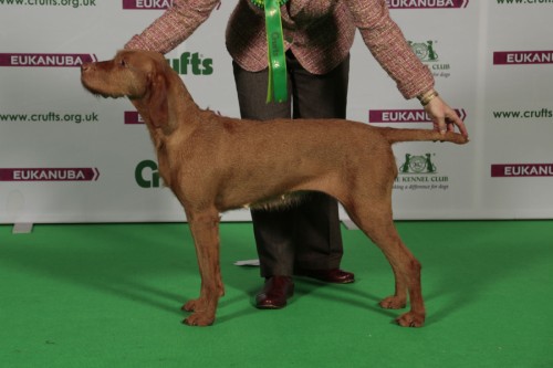 Saffy BEST of BREED CRUFTS 2015!!!!