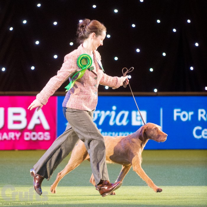 Saffy wins Best of Breed at CRUFTS 2015 - this is photographed in the Gundog Group ring, image by kind permission of Yulia Titovets.