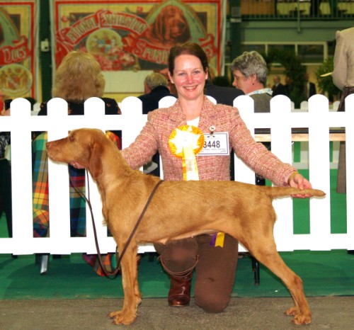 Saffy BEST VETERAN and Gundog Veteran Group 3 winner