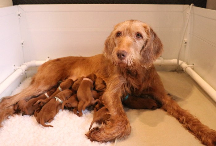 Our one and only Breha and her puppies