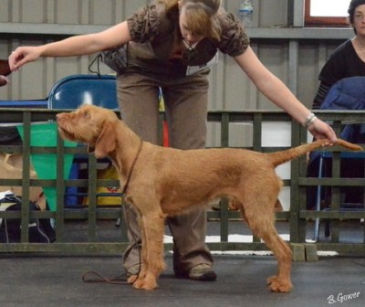 Breeze 17 months at the HWVA Champ Show April 2012 - 3rd lace in Junior bitch