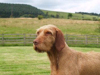 Saffy profile 7 Paddock 2010